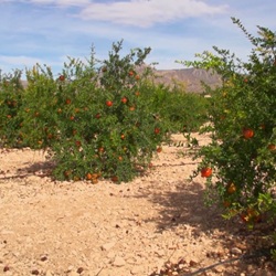 Sierra de Crevillente bij Albatera