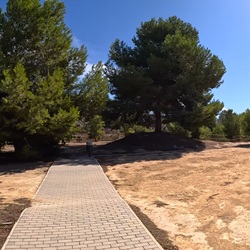 Mediterrane flora in Algorfa