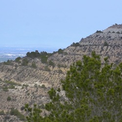 Johannesbroodbomen in het buitengebied van Benejúzar