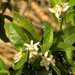 Landbouw rond Benijófar
