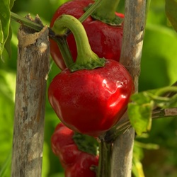 Huerta en boomgaarden bij Bigastro