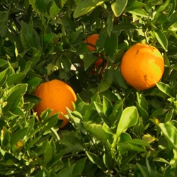 Kanaal en natuur bij Bigastro