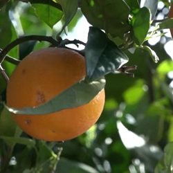 Cultuurlandschap met akkers en natuur rond Daya Vieja