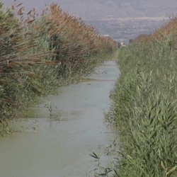 Moerasvogels rond Dolores Vogels en riet bij Dolores