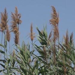 Zomerse boomgaard in Dolores Boomgaard bij Dolores