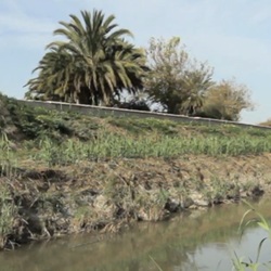 Tijm en lavendel in bloei