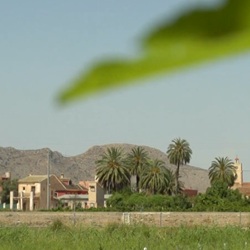 Vogel op citrusveld in Vega Baja