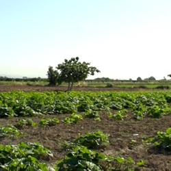 Citrusvelden en bergen bij Granja de Rocamora