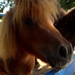 Fietser op landweg door citrusvelden