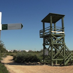 Landschildpad in natuurgebied Los Montesinos