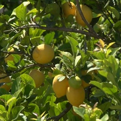 Boomgaard en lucht boven Rafal