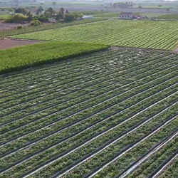 Biodiversiteit in San Fulgencio Flora en fauna San Fulgencio