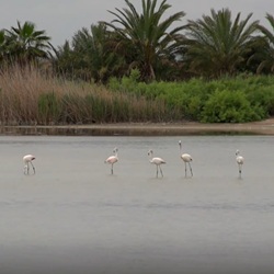 El Hondo Vogelparadijs