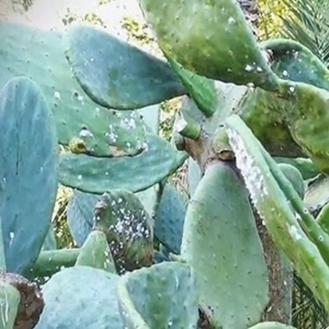 Barokke façade van de basiliek van Elche