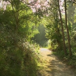 Spaanse steenbok bij Muro de Alcoy Steenbok in Sierra de Mariola