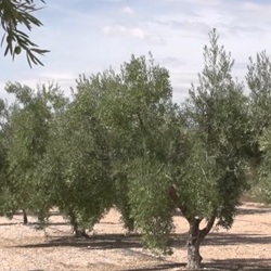 Ambachten in Hondón Ambachtslieden en boeren in Hondón de las Nieves
