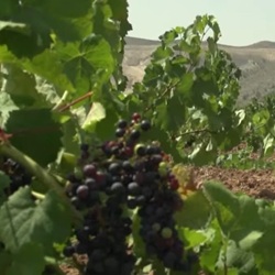 Wilde flora en fauna Wilde bloemen en vlinders in Hondón de las Nieves