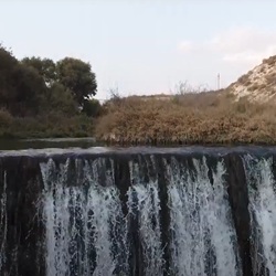 Dennenbos bij Monforte del Cid