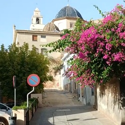 Druivenoogst in Monforte del Cid