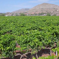Straatbeeld in het landelijke deel van Novelda