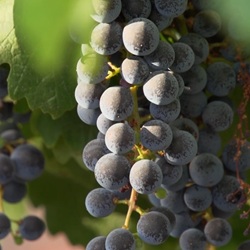 Wandelroute Monte Coto bij Pinoso