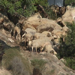 Landschap bij Pinoso in de ochtend