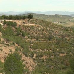 Haas in het veld bij Pinoso