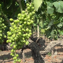 Bloeiende amandelbomen in Benitachell