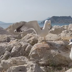 Steenmarter in natuurgebied bij Calp