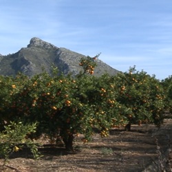 Boomgaarden en landbouwlandschap bij El Ràfol d’Almúnia