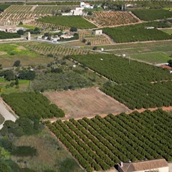 Boomgaard met citrusbomen bij El Verger