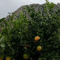 Groen rivierlandschap bij El Verger