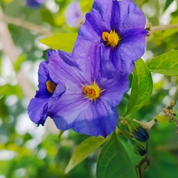 Boomgaarden bij Gata de Gorgos