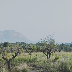 Kleurrijke bloemen bij Gata de Gorgos