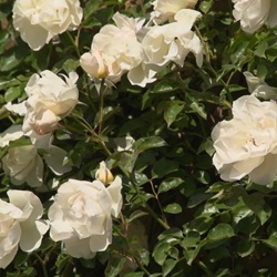 Uitzicht op natuur bij Pedreguer