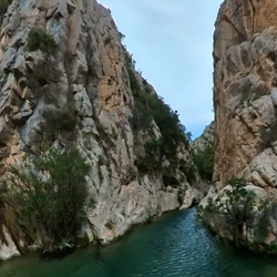 Libellen en kikkers bij het water