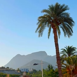 Natuurgebied rond Finestrat met dennenbomen