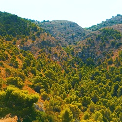 Vegetatie op de hellingen van de Puig Campana