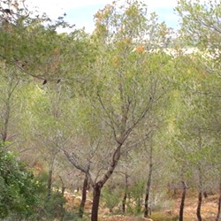 Bloeiende flora in Sierra Helada