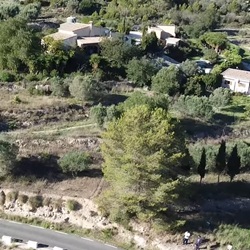 Detailopname van bloeiend struikgewas in La Nucia