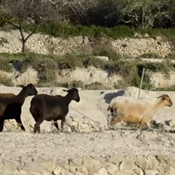 Mediterrane fauna Busot