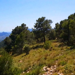 Zomerse boomgaard in Montnegre