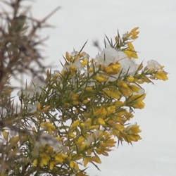 Everzwijn in de bergen bij Banyeres