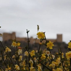 Amandelbomen in bloei bij Castalla
